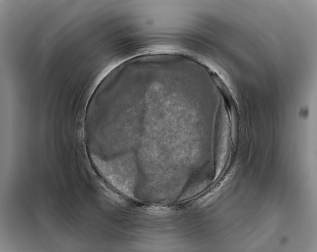 X0000099451473200805301502