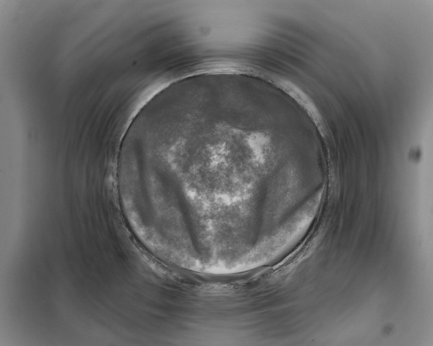 X0000099451481200805301502