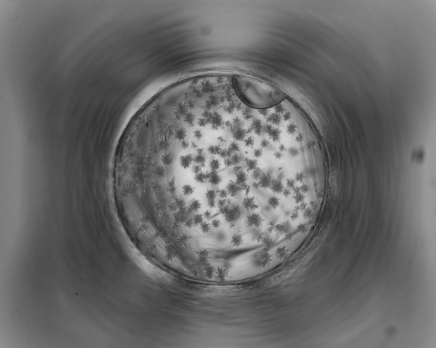 X0000099451482200805301502