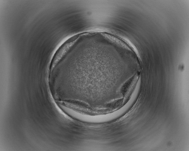 X0000099451484200805301502