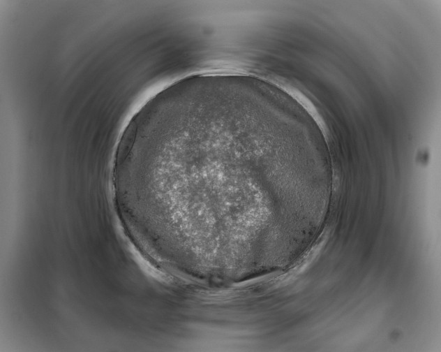 X0000099451485200805301501