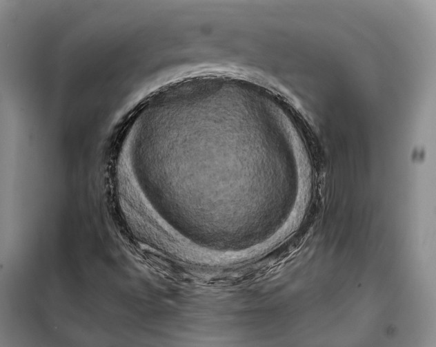 X0000099451496200805301501