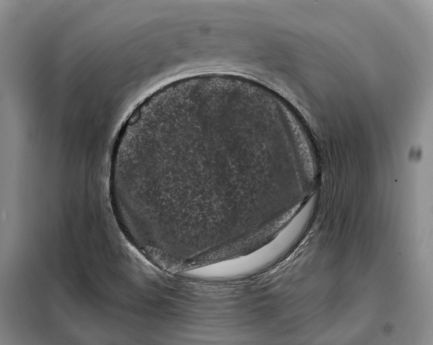 X0000099451508200805301501