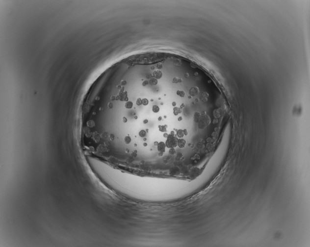 X0000099451520200805301501