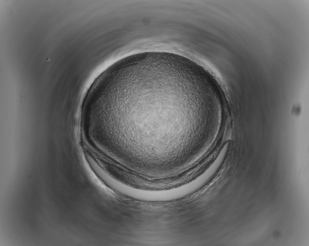 X0000099451528200805301501