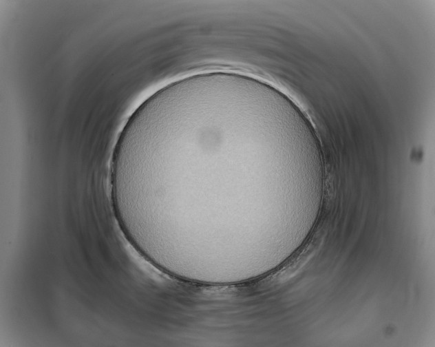 X0000099451535200805301501