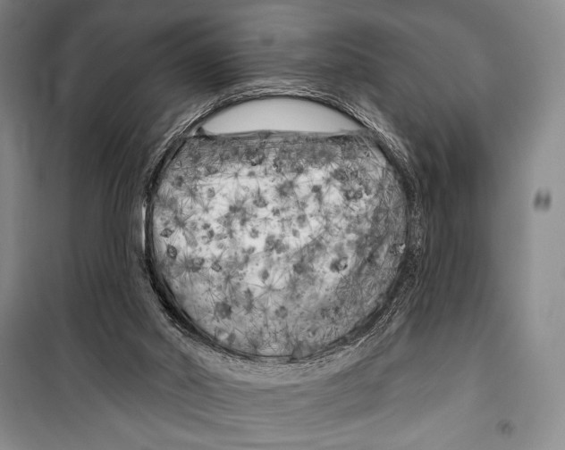 X0000099450014200806061116