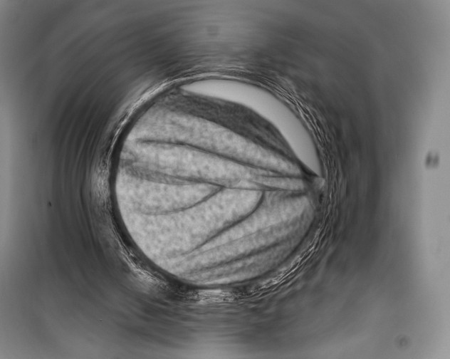 X0000099450050200806061115