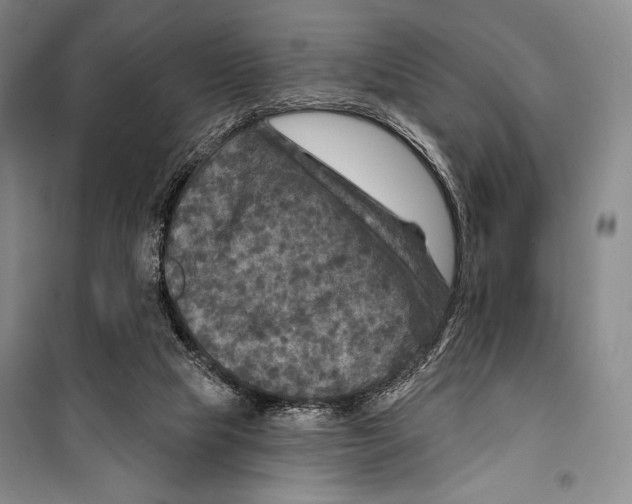 X0000099450065200806061115