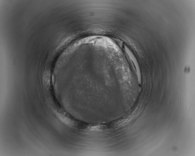 X0000099450072200806061115