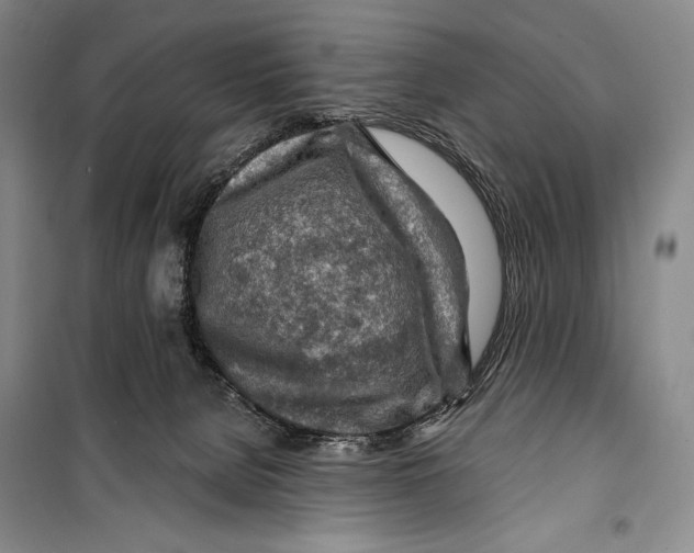 X0000099450080200806061116