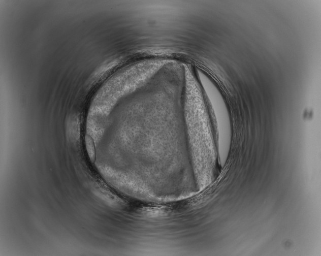 X0000099450120200806061115