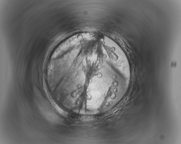 X0000099450145200806061114