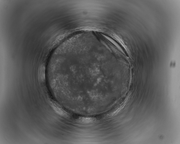 X0000099450205200806061114