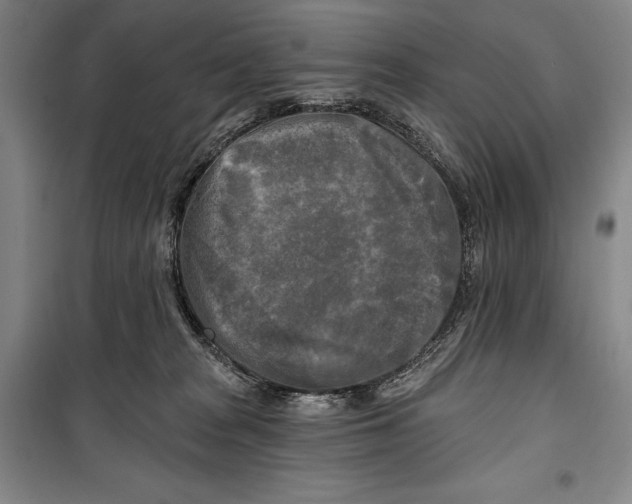 X0000099450277200806061113