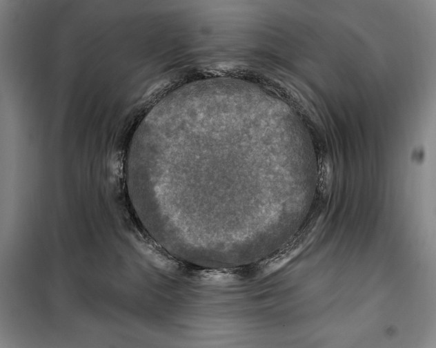 X0000099450284200806061113