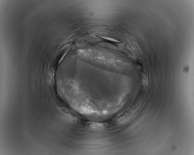 X0000099450332200806061112