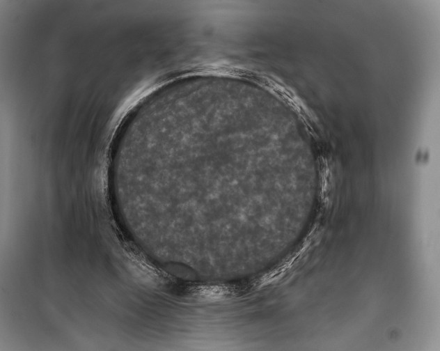 X0000099450344200806061111