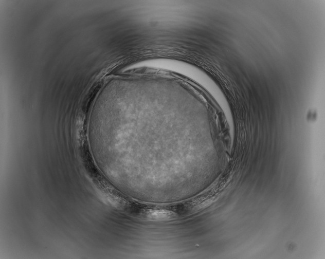 X0000099450360200806061111