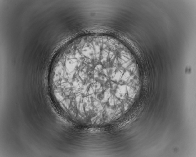 X0000099450394200806061111