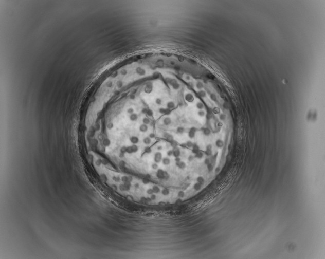 X0000099450434200806061109