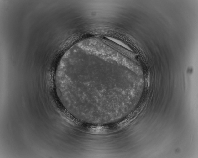 X0000099450460200806061110