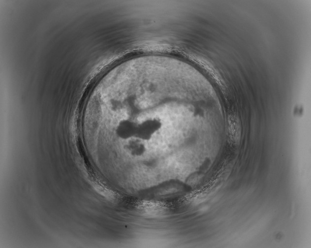 X0000099450487200806061109