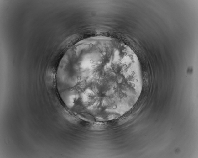 X0000099450527200806061109