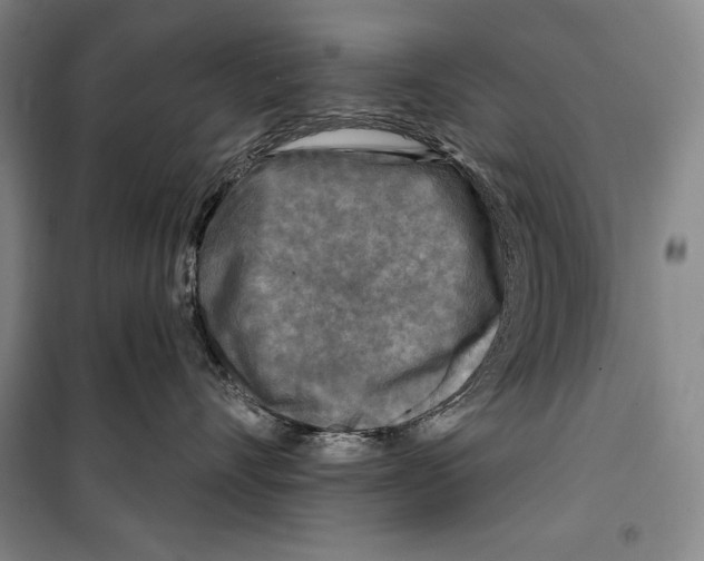 X0000099450528200806061109