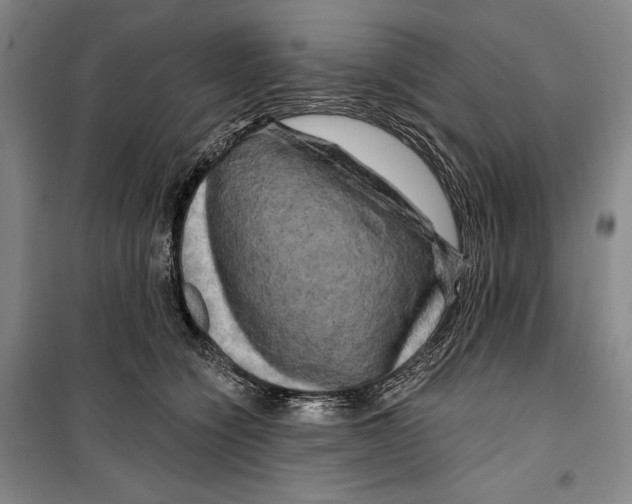 X0000099450564200806061109