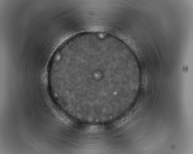 X0000099450584200806061108