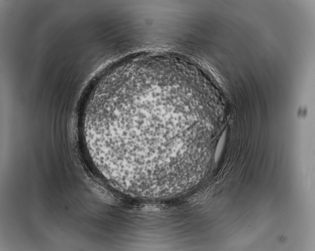 X0000099450684200806061106