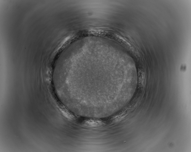 X0000099450712200806061106