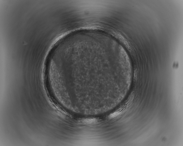 X0000099450724200806061105