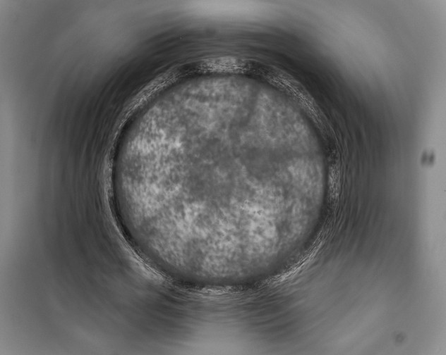 X0000099450725200806061105