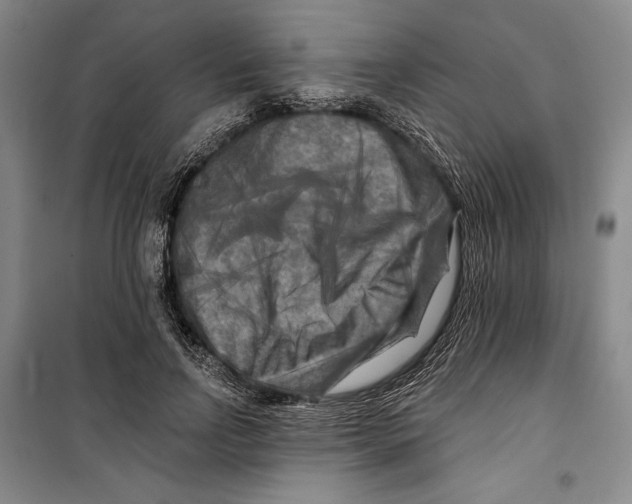 X0000099450742200806061105