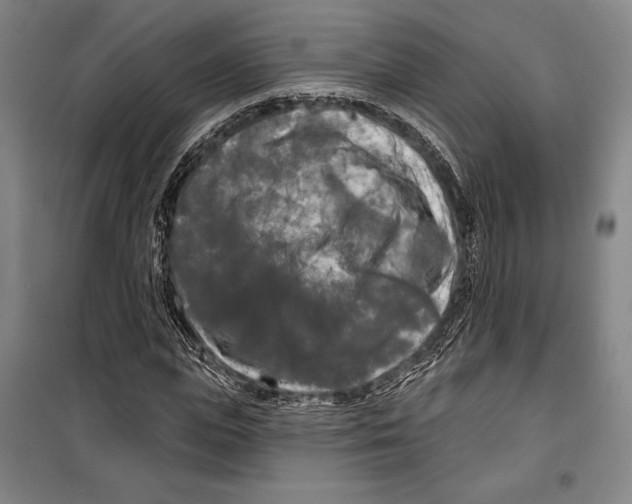 X0000099450823200806061103