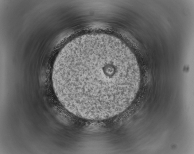 X0000099450824200806061103