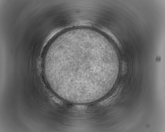 X0000099450878200806061103