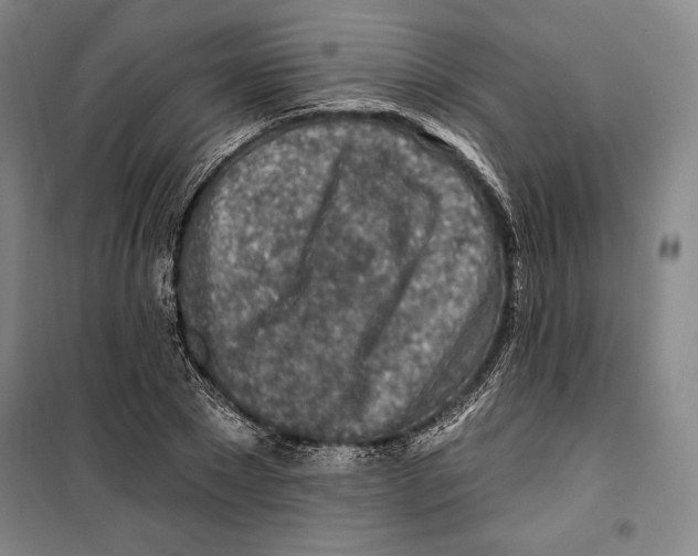 X0000099450881200806061103