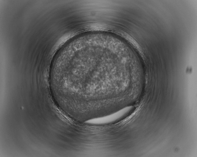 X0000099450930200806061102