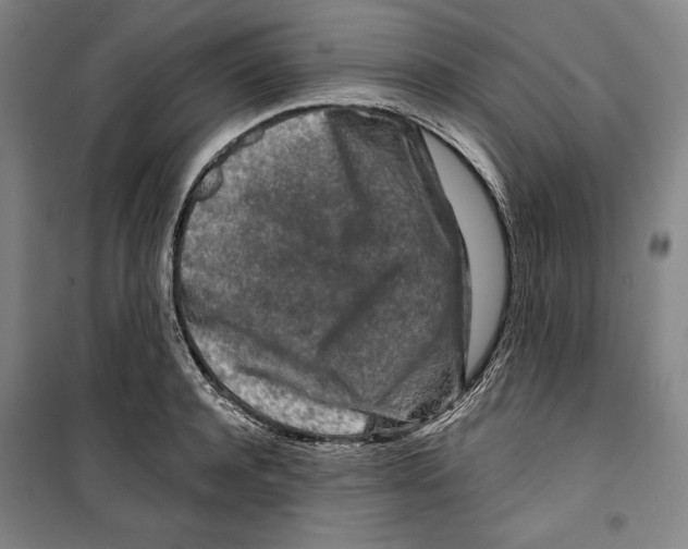 X0000099450944200806061102