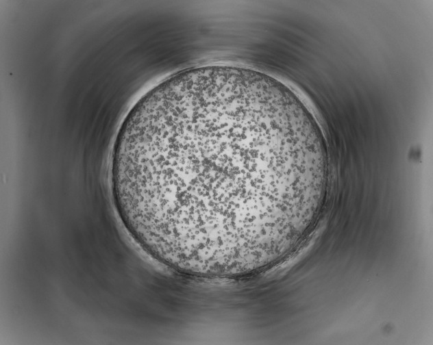 X0000099450957200806061103