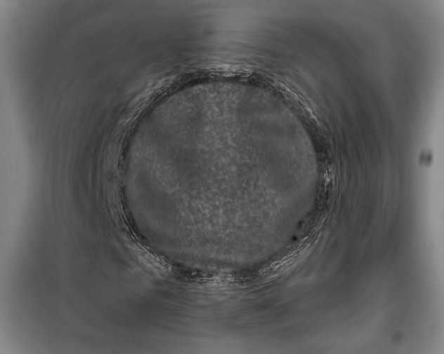 X0000099450961200806061102