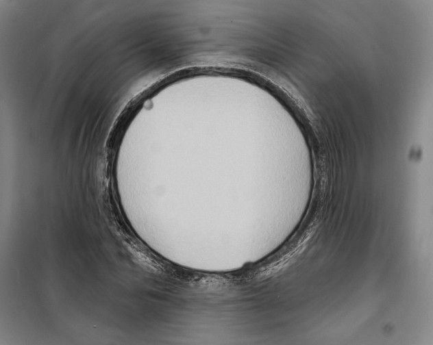 X0000099450974200806061102