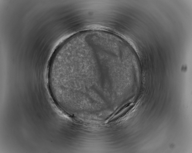 X0000099450987200806061101