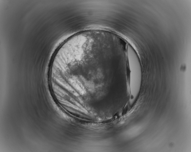 X0000099450995200806061101