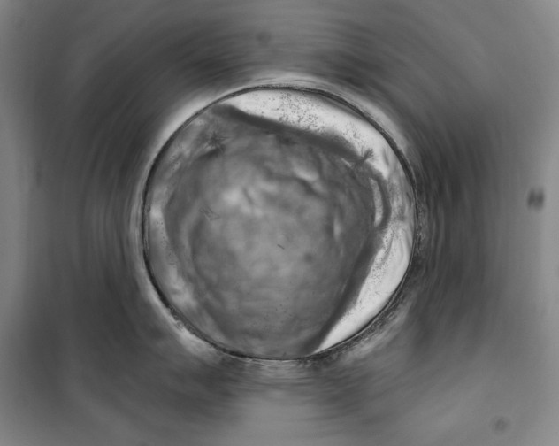 X0000099451007200806061101