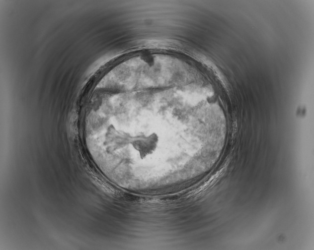 X0000099451019200806061101