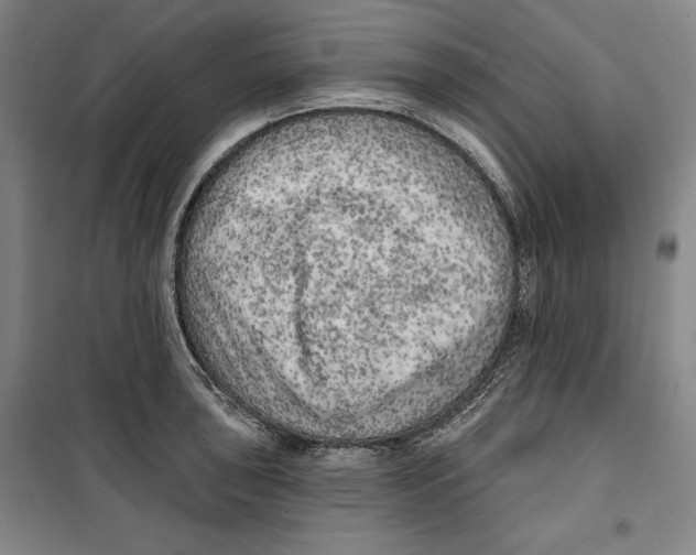 X0000099451043200806061101